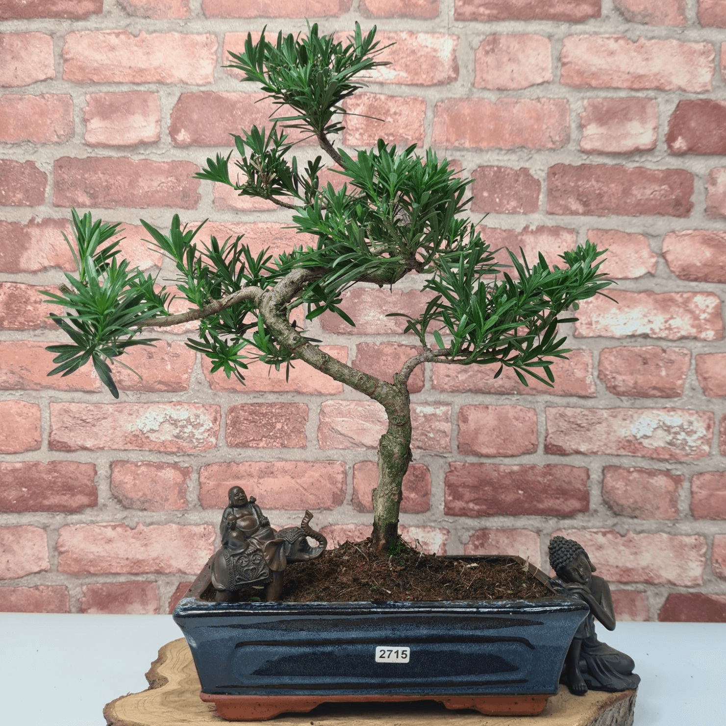 Serene Buddhist Pine Bonsai Tree - 25cm Glazed Pot, Elevate your décor with the serene beauty of a Buddhist Pine Bonsai Tree in a 25cm glazed pot. Ideal for home and office settings. Beginners and enthusiasts.