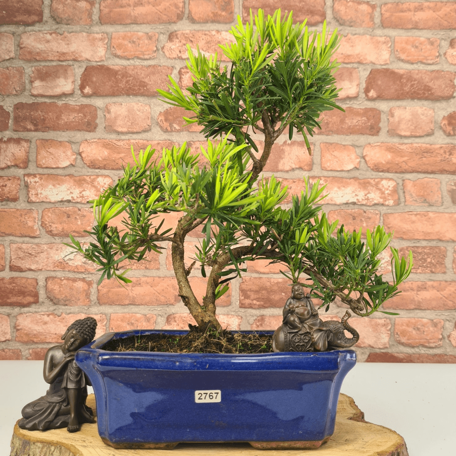 Serene Buddhist Pine Bonsai Tree - 25cm Glazed Pot, Elevate your décor with the serene beauty of a Buddhist Pine Bonsai Tree in a 25cm glazed pot. Ideal for home and office settings. Beginners and enthusiasts.