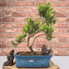 Serene Buddhist Pine Bonsai Tree - 25cm Glazed Pot, Elevate your décor with the serene beauty of a Buddhist Pine Bonsai Tree in a 25cm glazed pot. Ideal for home and office settings. Beginners and enthusiasts.