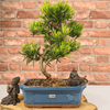 Serene Buddhist Pine Bonsai Tree - 25cm Glazed Pot, Elevate your décor with the serene beauty of a Buddhist Pine Bonsai Tree in a 25cm glazed pot. Ideal for home and office settings. Beginners and enthusiasts.