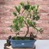 Serene Buddhist Pine Bonsai Tree - 25cm Glazed Pot, Elevate your décor with the serene beauty of a Buddhist Pine Bonsai Tree in a 25cm glazed pot. Ideal for home and office settings. Beginners and enthusiasts.