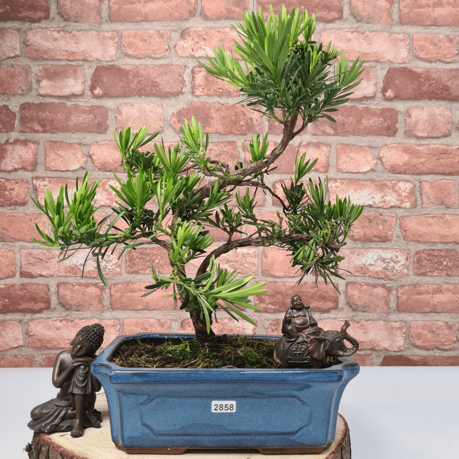 Serene Buddhist Pine Bonsai Tree - 25cm Glazed Pot, Elevate your décor with the serene beauty of a Buddhist Pine Bonsai Tree in a 25cm glazed pot. Ideal for home and office settings. Beginners and enthusiasts.