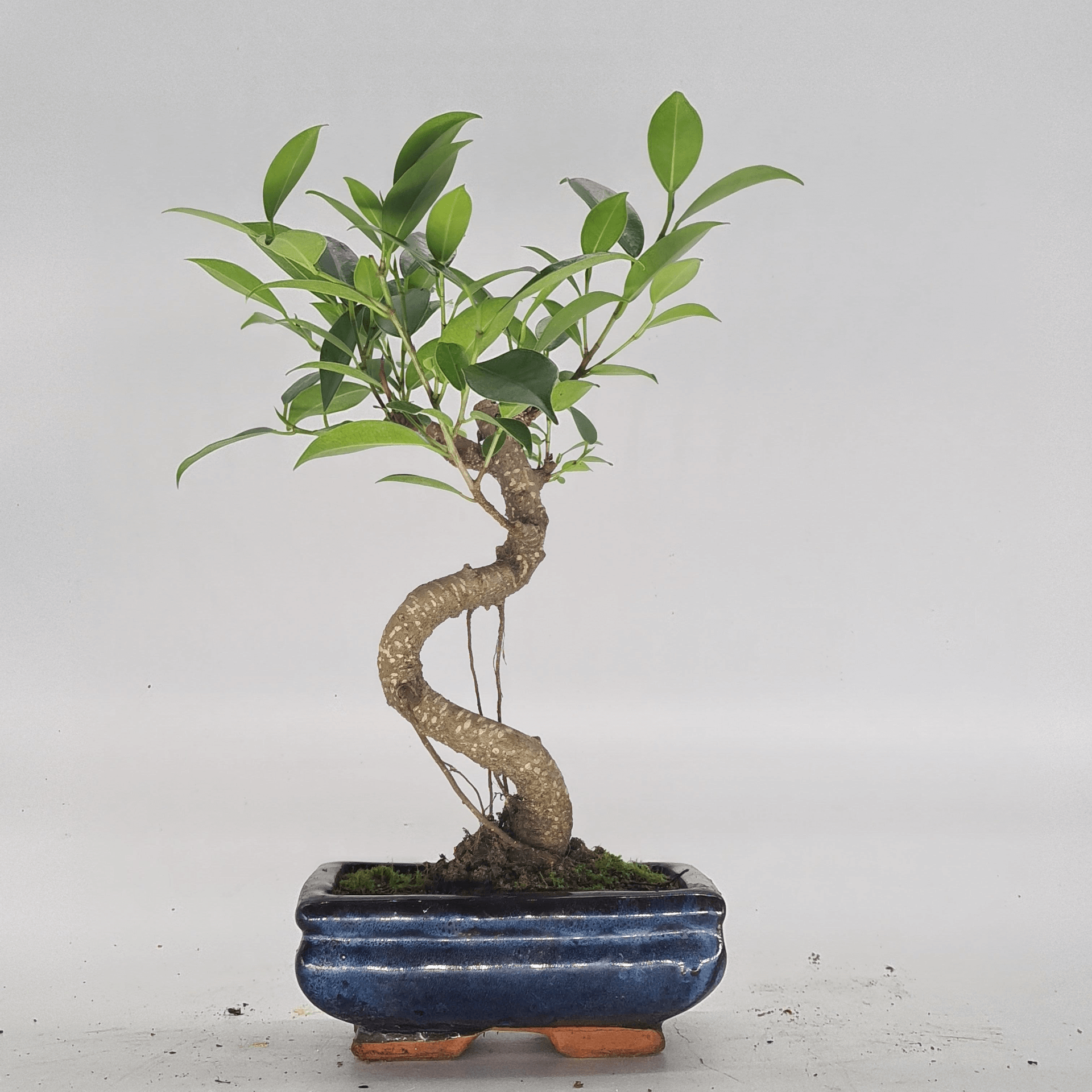 Ficus Microcarpa Indoor Bonsai Tree | Easy Care, 15cm Pot, Discover the beauty of the Ficus Microcarpa Bonsai, perfect for home or office decor. Easy care for beginners and experts alike.