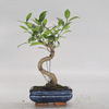 Ficus Microcarpa Indoor Bonsai Tree | Easy Care, 15cm Pot, Discover the beauty of the Ficus Microcarpa Bonsai, perfect for home or office decor. Easy care for beginners and experts alike.