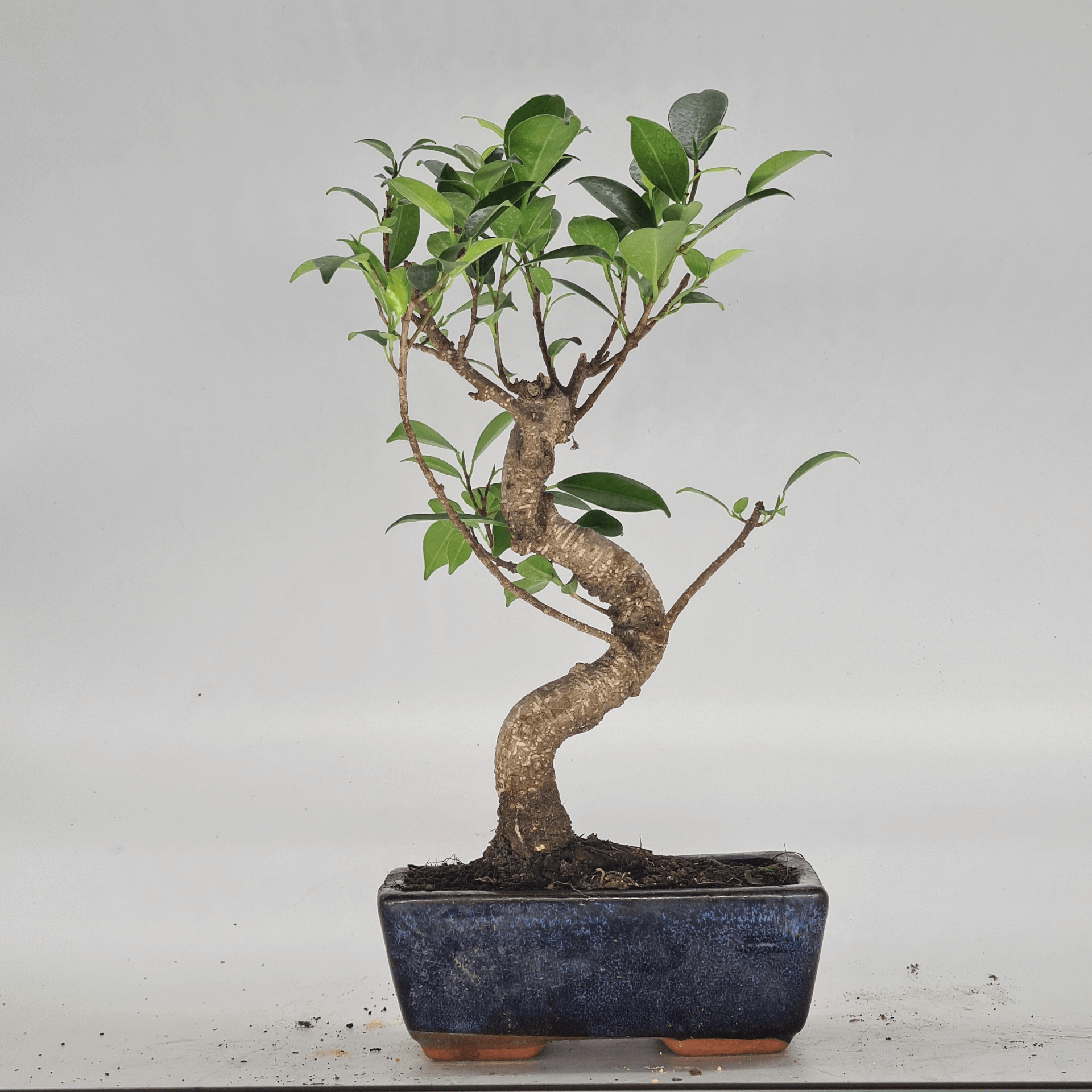 Ficus Microcarpa Indoor Bonsai Tree | Easy Care, 15cm Pot, Discover the beauty of the Ficus Microcarpa Bonsai, perfect for home or office decor. Easy care for beginners and experts alike.