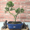 Elegant Japanese Holly Bonsai in Glazed Pot, Elevate your space with the exquisite Ilex Crenata bonsai. Easy care, 35-40cm tall, perfect for gardens and patios. Minimal maintenance required.