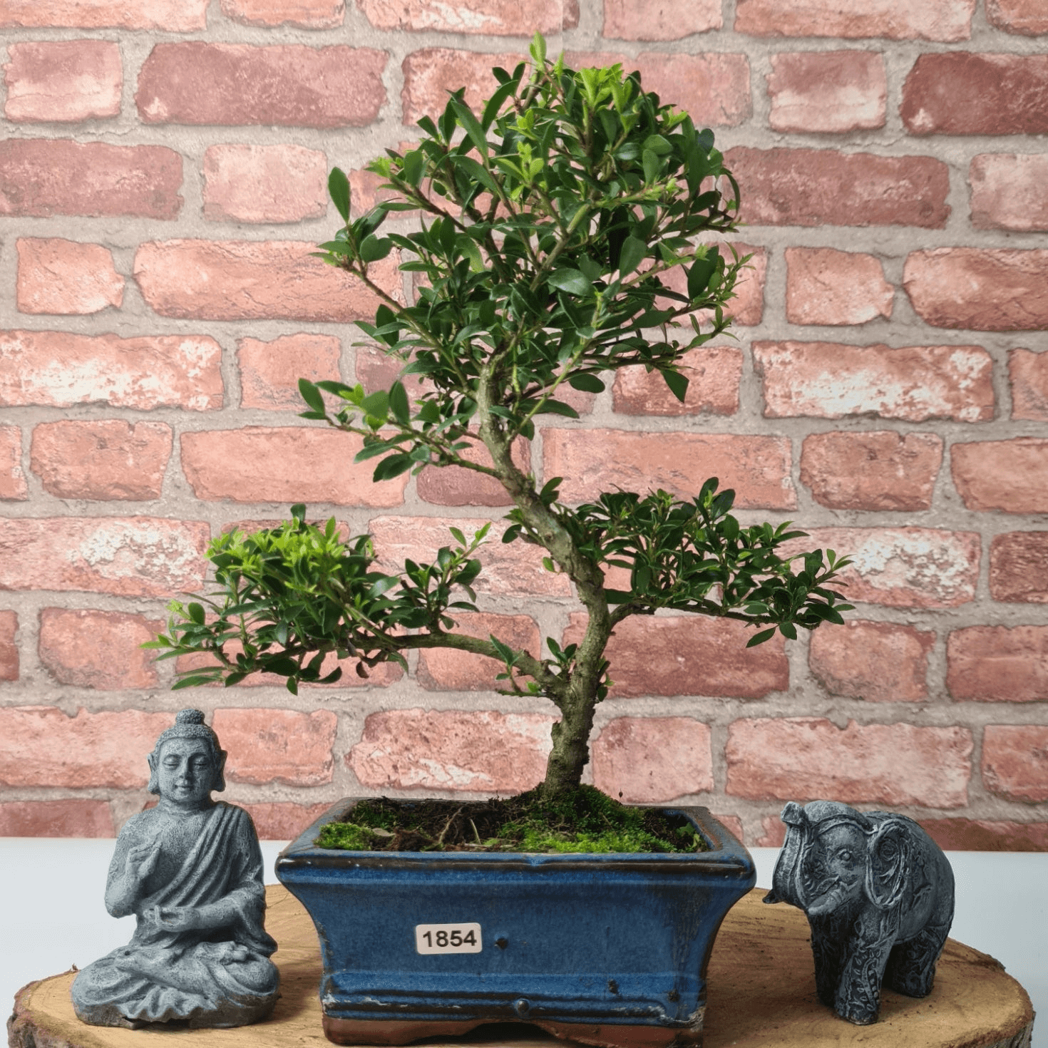 Elegant Japanese Holly Bonsai Tree | Ready-to-Display, Elevate your decor with the Japanese Holly Bonsai Tree in a 15cm glazed pot. Easy to care for and perfect for all gardening levels.