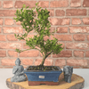 Elegant Japanese Holly Bonsai Tree | Ready-to-Display, Elevate your decor with the Japanese Holly Bonsai Tree in a 15cm glazed pot. Easy to care for and perfect for all gardening levels.