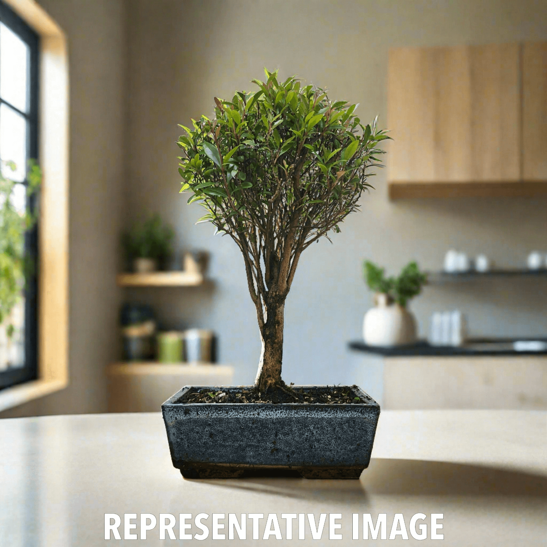 Exquisite Brush Cherry Bonsai Tree | 20cm Pot, Transform your space with the Brush Cherry Bonsai Tree in a blue glazed pot, perfect for home, office, or garden decor.