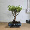 Exquisite Brush Cherry Bonsai Tree | 20cm Pot, Transform your space with the Brush Cherry Bonsai Tree in a blue glazed pot, perfect for home, office, or garden decor.