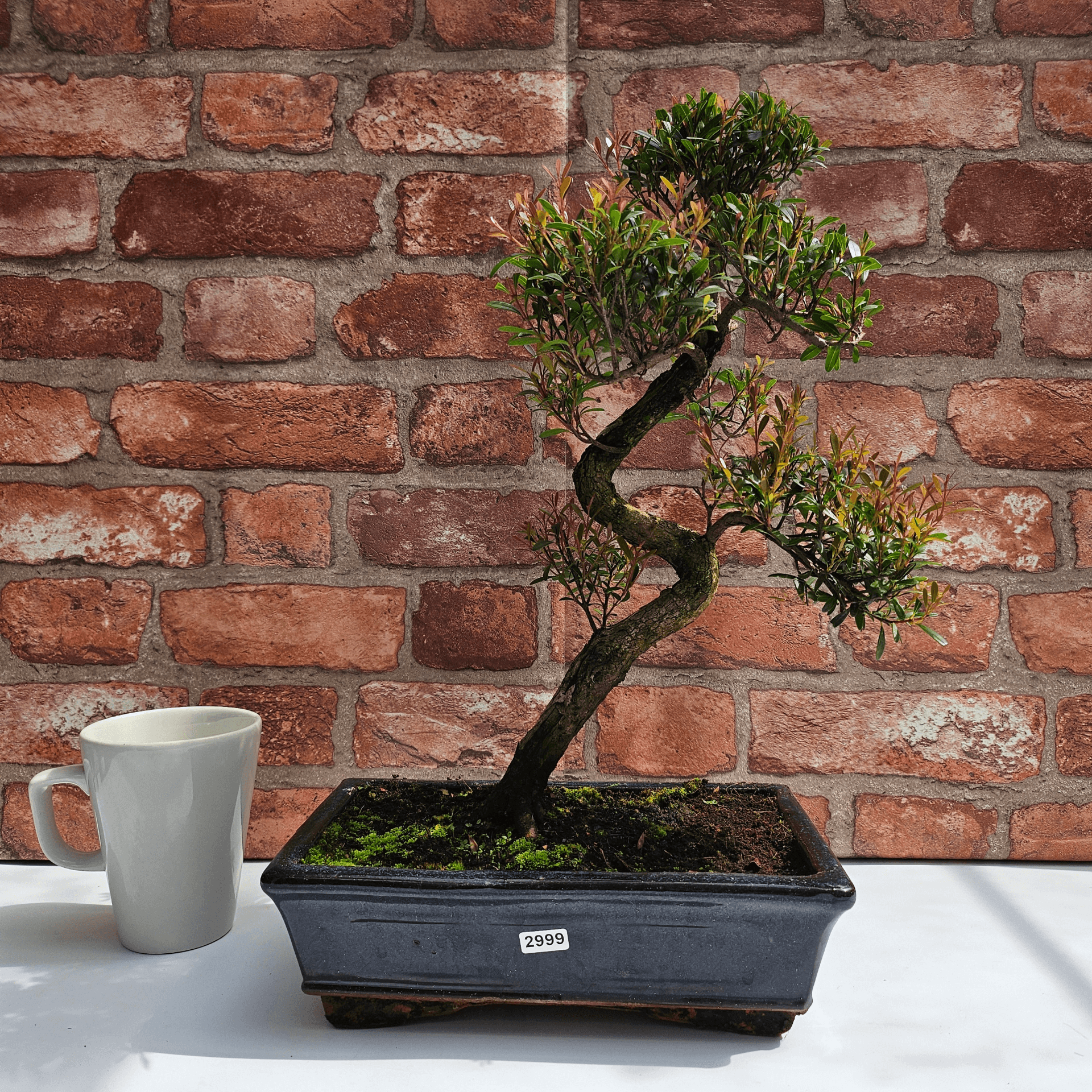 Brush Cherry Bonsai Tree in 25cm Glazed Pot, Discover the elegant Brush Cherry Bonsai Tree in a 25cm blue glazed pot. Perfect for indoor & outdoor spaces, this Syzygium bonsai adds serene beauty.