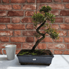 Brush Cherry Bonsai Tree in 25cm Glazed Pot, Discover the elegant Brush Cherry Bonsai Tree in a 25cm blue glazed pot. Perfect for indoor & outdoor spaces, this Syzygium bonsai adds serene beauty.