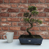 Brush Cherry Bonsai Tree in 25cm Glazed Pot, Discover the elegant Brush Cherry Bonsai Tree in a 25cm blue glazed pot. Perfect for indoor & outdoor spaces, this Syzygium bonsai adds serene beauty.