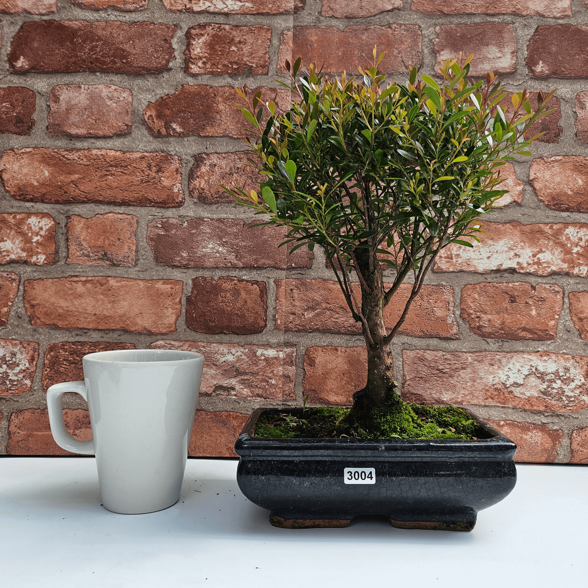 Exquisite Brush Cherry Bonsai Tree | 20cm Pot, Transform your space with the Brush Cherry Bonsai Tree in a blue glazed pot, perfect for home, office, or garden decor.