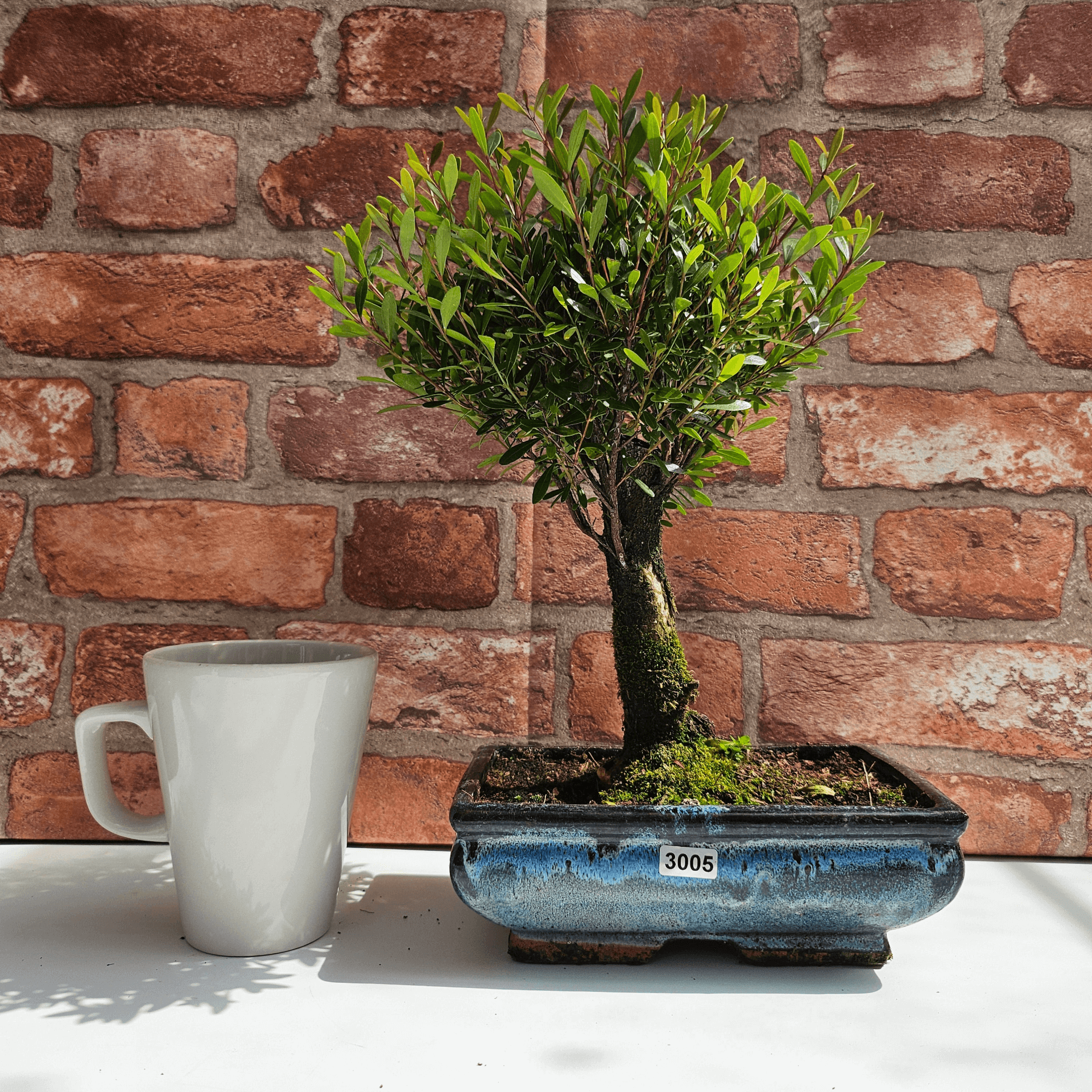 Exquisite Brush Cherry Bonsai Tree | 20cm Pot, Transform your space with the Brush Cherry Bonsai Tree in a blue glazed pot, perfect for home, office, or garden decor.