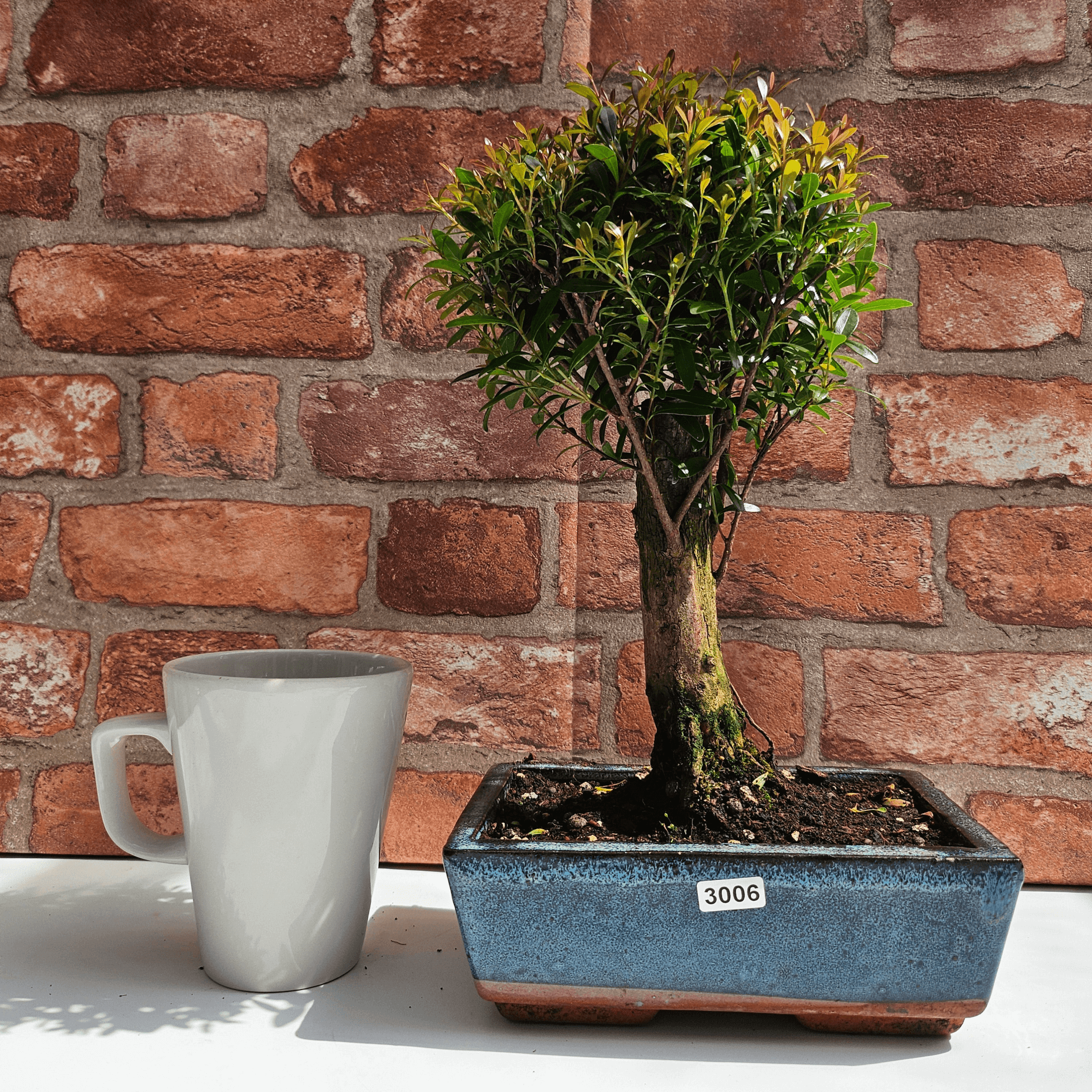 Exquisite Brush Cherry Bonsai Tree | 20cm Pot, Transform your space with the Brush Cherry Bonsai Tree in a blue glazed pot, perfect for home, office, or garden decor.