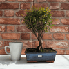 Exquisite Brush Cherry Bonsai Tree | 20cm Pot, Transform your space with the Brush Cherry Bonsai Tree in a blue glazed pot, perfect for home, office, or garden decor.