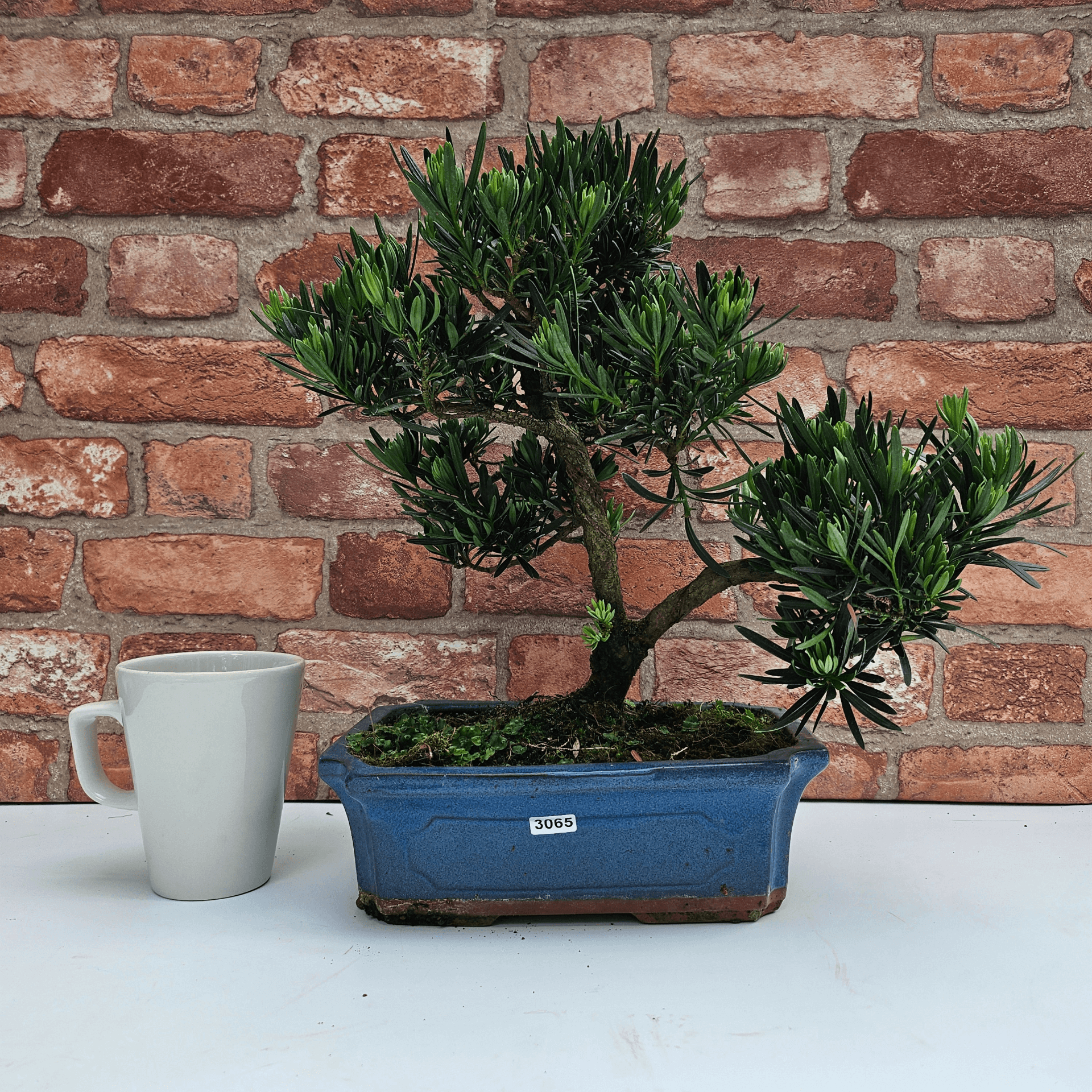 Serene Buddhist Pine Bonsai Tree - 25cm Glazed Pot, Elevate your décor with the serene beauty of a Buddhist Pine Bonsai Tree in a 25cm glazed pot. Ideal for home and office settings. Beginners and enthusiasts.