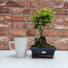 Chinese Privet Bonsai in Blue Glazed Pot, Elevate home décor with an elegant Chinese Privet Bonsai Tree in a 15cm blue glazed pot. Perfect for both beginners and enthusiasts.