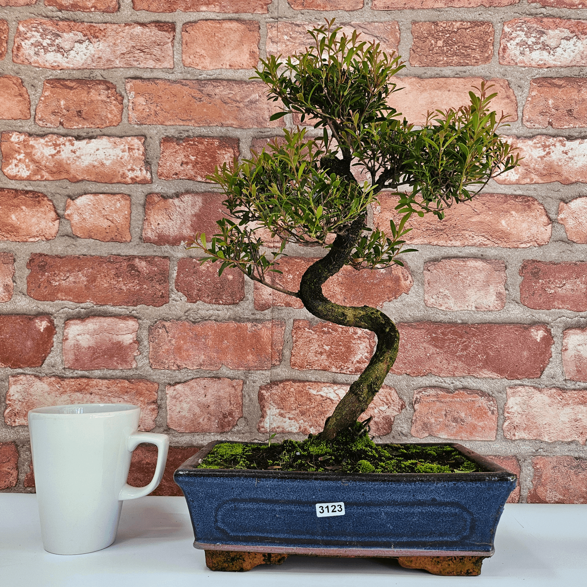 Brush Cherry Bonsai Tree in 25cm Glazed Pot, Discover the elegant Brush Cherry Bonsai Tree in a 25cm blue glazed pot. Perfect for indoor & outdoor spaces, this Syzygium bonsai adds serene beauty.