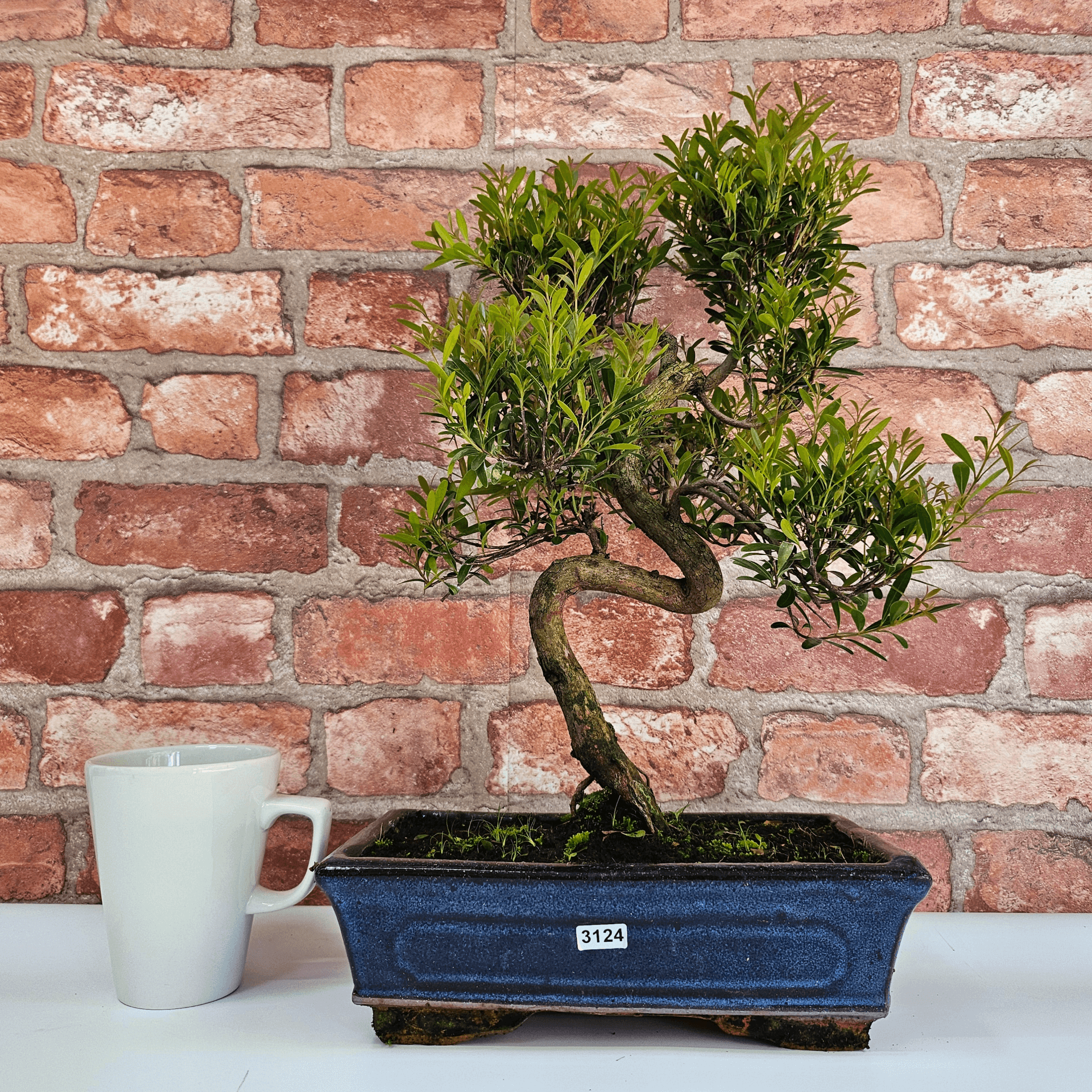 Brush Cherry Bonsai Tree in 25cm Glazed Pot, Discover the elegant Brush Cherry Bonsai Tree in a 25cm blue glazed pot. Perfect for indoor & outdoor spaces, this Syzygium bonsai adds serene beauty.