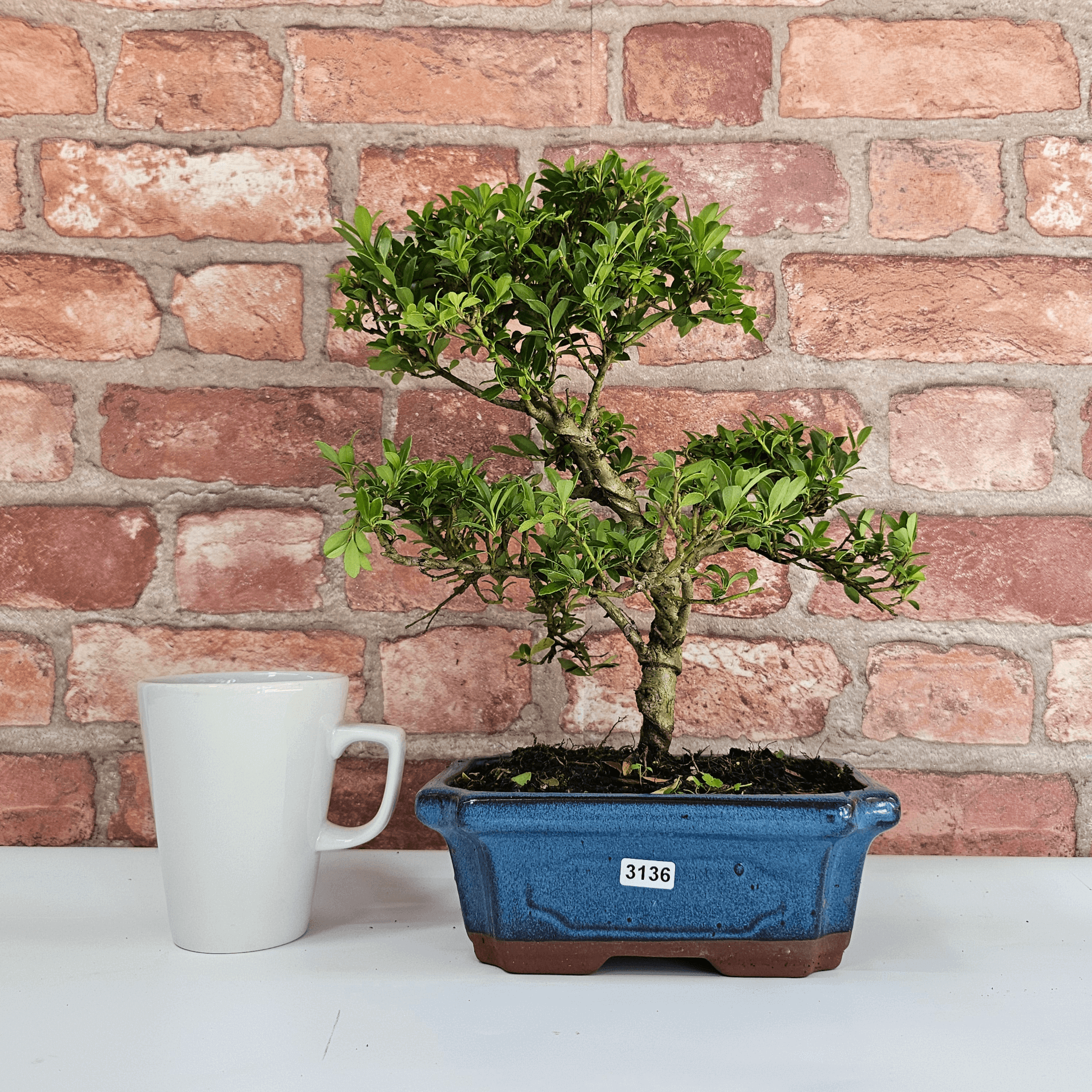 Elegant Japanese Holly Bonsai in Glazed Pot, Elevate your space with the exquisite Ilex Crenata bonsai. Easy care, 35-40cm tall, perfect for gardens and patios. Minimal maintenance required.