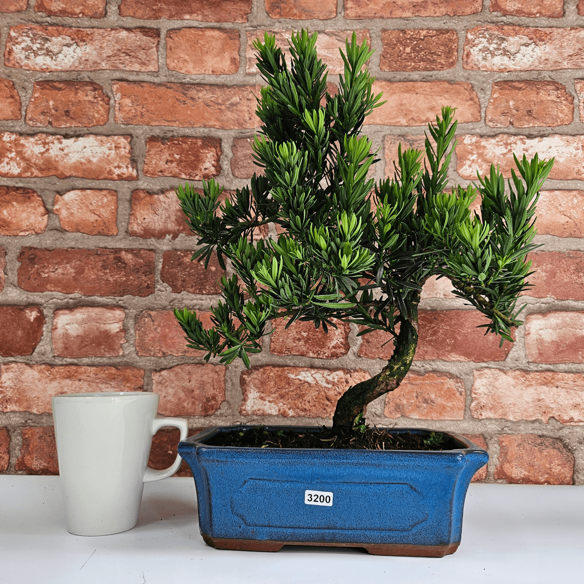 Serene Buddhist Pine Bonsai Tree - 25cm Glazed Pot, Elevate your décor with the serene beauty of a Buddhist Pine Bonsai Tree in a 25cm glazed pot. Ideal for home and office settings. Beginners and enthusiasts.