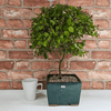 Exquisite Brush Cherry Bonsai Tree | 20cm Pot, Transform your space with the Brush Cherry Bonsai Tree in a blue glazed pot, perfect for home, office, or garden decor.