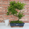 Chinese Pepper Bonsai Tree | 25cm Pot - Unique & Beautiful, Discover the Chinese Pepper Bonsai Tree from Sichuan, China. Aesthetic charm with glossy leaves and red berries. Buy this unique, cultural bonsai now!