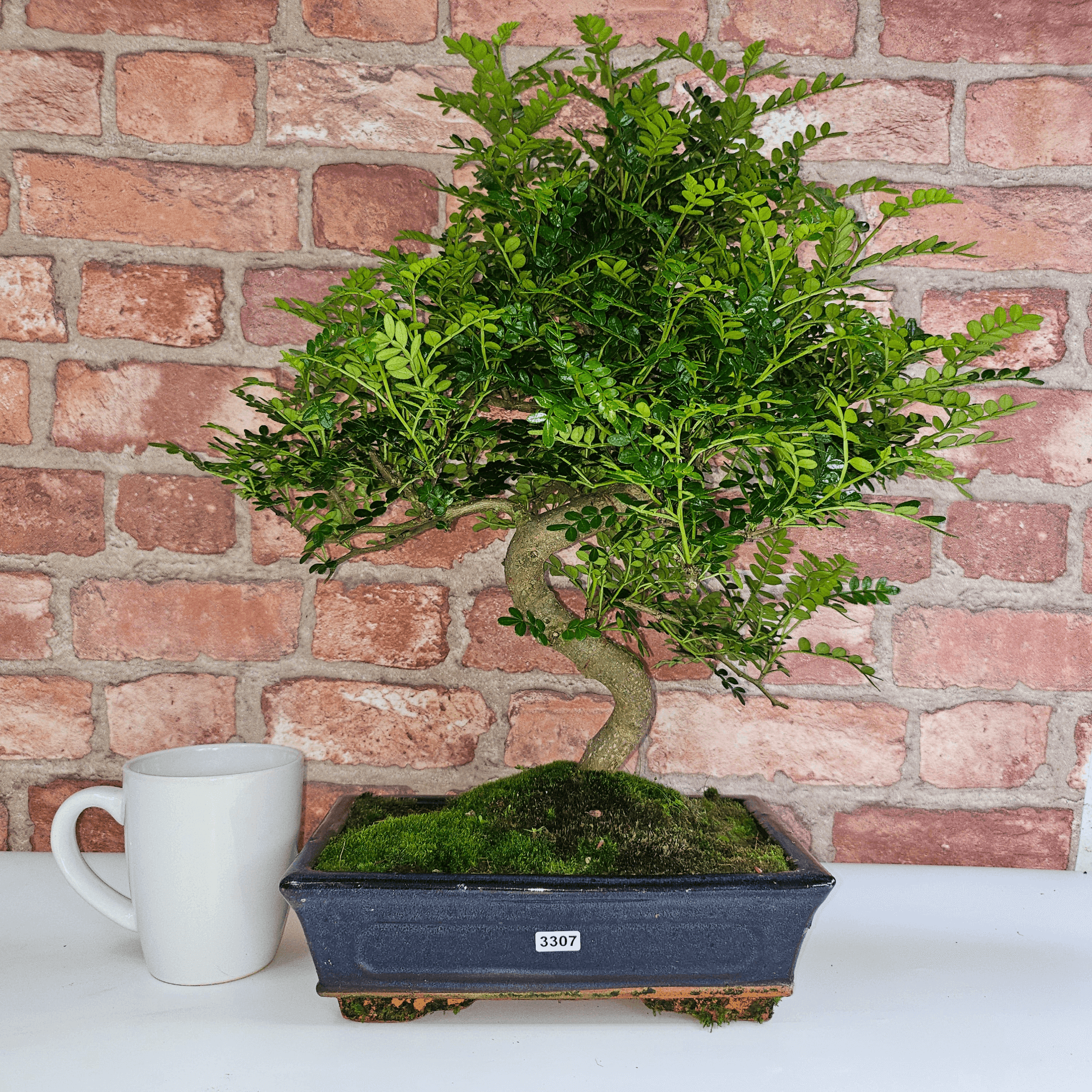 Chinese Pepper Bonsai Tree | 25cm Pot - Unique & Beautiful, Discover the Chinese Pepper Bonsai Tree from Sichuan, China. Aesthetic charm with glossy leaves and red berries. Buy this unique, cultural bonsai now!