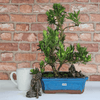 Serene Buddhist Pine Bonsai Tree - 25cm Glazed Pot, Elevate your décor with the serene beauty of a Buddhist Pine Bonsai Tree in a 25cm glazed pot. Ideal for home and office settings. Beginners and enthusiasts.