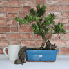 Serene Buddhist Pine Bonsai Tree - 25cm Glazed Pot, Elevate your décor with the serene beauty of a Buddhist Pine Bonsai Tree in a 25cm glazed pot. Ideal for home and office settings. Beginners and enthusiasts.