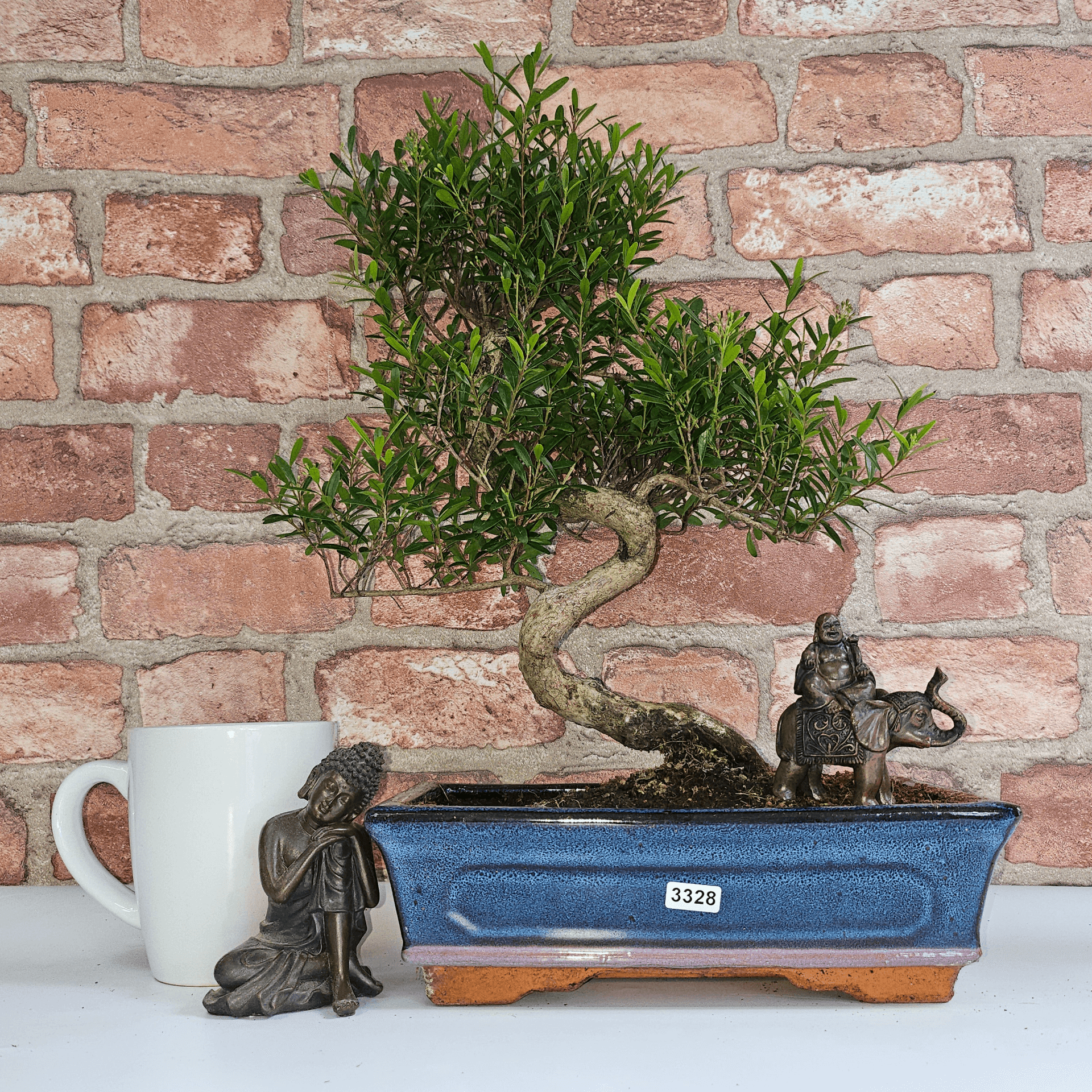 Brush Cherry Bonsai Tree in 25cm Glazed Pot, Discover the elegant Brush Cherry Bonsai Tree in a 25cm blue glazed pot. Perfect for indoor & outdoor spaces, this Syzygium bonsai adds serene beauty.