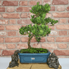 Serene Buddhist Pine Bonsai Tree - 25cm Glazed Pot, Elevate your décor with the serene beauty of a Buddhist Pine Bonsai Tree in a 25cm glazed pot. Ideal for home and office settings. Beginners and enthusiasts.