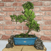 Serene Buddhist Pine Bonsai Tree - 25cm Glazed Pot, Elevate your décor with the serene beauty of a Buddhist Pine Bonsai Tree in a 25cm glazed pot. Ideal for home and office settings. Beginners and enthusiasts.