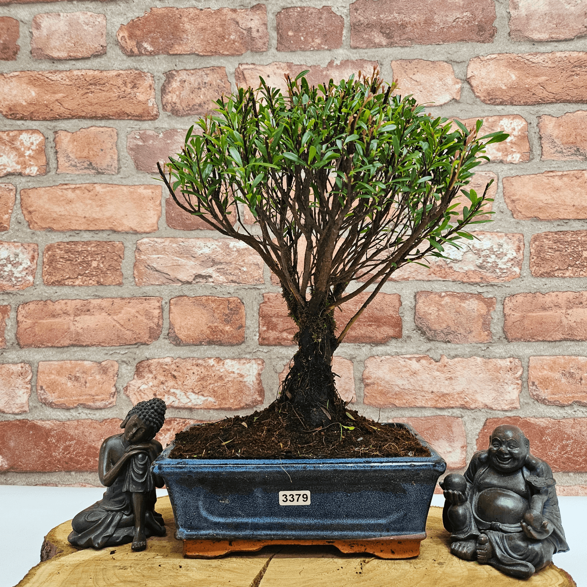 Exquisite Brush Cherry Bonsai Tree | 20cm Pot, Transform your space with the Brush Cherry Bonsai Tree in a blue glazed pot, perfect for home, office, or garden decor.